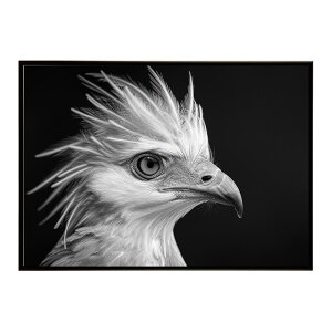 Secretary bird �Z�N���^���[�o�[�h �T�o���i �A�t���J ���� ���R �l�C�`���[ ���� �A�j�}�� �쐶���� �ʐ^ ���|�X�^�[ �C���e���A ������� �v�����g�|�X�^�[ �t�H�g �V���v�� ������ ���� �傫