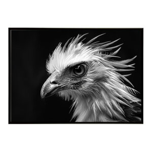 Secretary bird �Z�N���^���[�o�[�h �T�o���i �A�t���J ���� ���R �l�C�`���[ ���� �A�j�}�� �쐶���� �ʐ^ ���|�X�^�[ �C���e���A ������� �v�����g�|�X�^�[ �t�H�g �V���v�� ������ ���� �傫