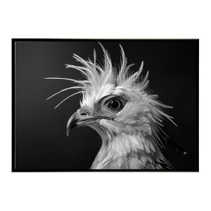 Secretary bird �Z�N���^���[�o�[�h �T�o���i �A�t���J ���� ���R �l�C�`���[ ���� �A�j�}�� �쐶���� �ʐ^ ���|�X�^�[ �C���e���A ������� �v�����g�|�X�^�[ �t�H�g �V���v�� ������ ���� �傫