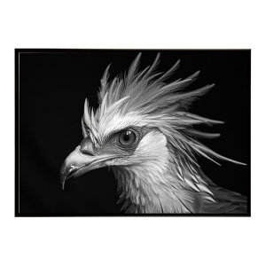 Secretary bird �Z�N���^���[�o�[�h �T�o���i �A�t���J ���� ���R �l�C�`���[ ���� �A�j�}�� �쐶���� �ʐ^ ���|�X�^�[ �C���e���A ������� �v�����g�|�X�^�[ �t�H�g �V���v�� ������ ���� �傫