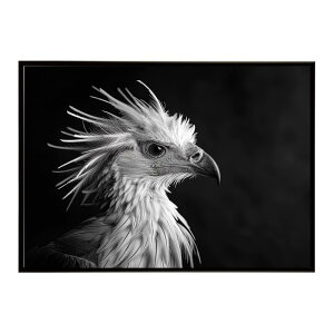 Secretary bird �Z�N���^���[�o�[�h �T�o���i �A�t���J ���� ���R �l�C�`���[ ���� �A�j�}�� �쐶���� �ʐ^ ���|�X�^�[ �C���e���A ������� �v�����g�|�X�^�[ �t�H�g �V���v�� ������ ���� �傫