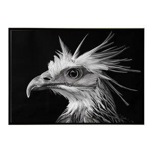 Secretary bird �Z�N���^���[�o�[�h �T�o���i �A�t���J ���� ���R �l�C�`���[ ���� �A�j�}�� �쐶���� �ʐ^ ���|�X�^�[ �C���e���A ������� �v�����g�|�X�^�[ �t�H�g �V���v�� ������ ���� �傫