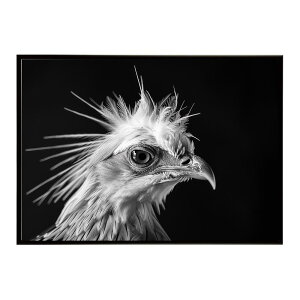 Secretary bird �Z�N���^���[�o�[�h �T�o���i �A�t���J ���� ���R �l�C�`���[ ���� �A�j�}�� �쐶���� �ʐ^ ���|�X�^�[ �C���e���A ������� �v�����g�|�X�^�[ �t�H�g �V���v�� ������ ���� �傫