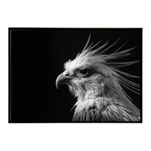 Secretary bird �Z�N���^���[�o�[�h �T�o���i �A�t���J ���� ���R �l�C�`���[ ���� �A�j�}�� �쐶���� �ʐ^ ���|�X�^�[ �C���e���A ������� �v�����g�|�X�^�[ �t�H�g �V���v�� ������ ���� �傫