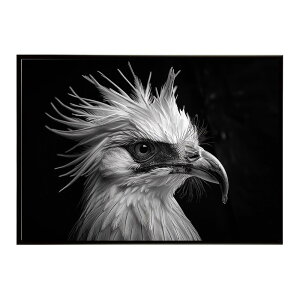 Secretary bird �Z�N���^���[�o�[�h �T�o���i �A�t���J ���� ���R �l�C�`���[ ���� �A�j�}�� �쐶���� �ʐ^ ���|�X�^�[ �C���e���A ������� �v�����g�|�X�^�[ �t�H�g �V���v�� ������ ���� �傫