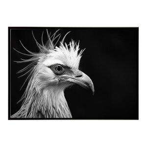 Secretary bird �Z�N���^���[�o�[�h �T�o���i �A�t���J ���� ���R �l�C�`���[ ���� �A�j�}�� �쐶���� �ʐ^ ���|�X�^�[ �C���e���A ������� �v�����g�|�X�^�[ �t�H�g �V���v�� ������ ���� �傫