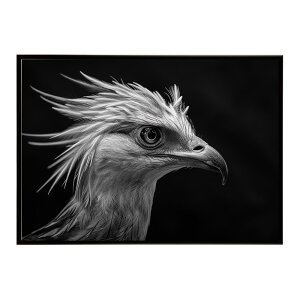 Secretary bird �Z�N���^���[�o�[�h �T�o���i �A�t���J ���� ���R �l�C�`���[ ���� �A�j�}�� �쐶���� �ʐ^ ���|�X�^�[ �C���e���A ������� �v�����g�|�X�^�[ �t�H�g �V���v�� ������ ���� �傫