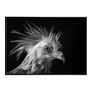 Secretary bird �Z�N���^���[�o�[�h �T�o���i �A�t���J ���� ���R �l�C�`���[ ���� �A�j�}�� �쐶���� �ʐ^ ���|�X�^�[ �C���e���A ������� �v�����g�|�X�^�[ �t�H�g �V���v�� ������ ���� �傫