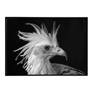 Secretary bird �Z�N���^���[�o�[�h �T�o���i �A�t���J ���� ���R �l�C�`���[ ���� �A�j�}�� �쐶���� �ʐ^ ���|�X�^�[ �C���e���A ������� �v�����g�|�X�^�[ �t�H�g �V���v�� ������ ���� �傫
