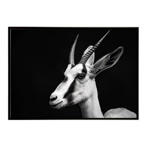 Springbok �X�v�����O�{�b�N �A���e���[�v �T�o���i �A�t���J ���� ���R �l�C�`���[ ���� �A�j�}�� �쐶���� �ʐ^ ���|�X�^�[ �C���e���A ������� �v�����g�|�X�^�[ �t�H�g �V���v�� ������ ��