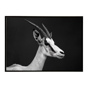 Springbok �X�v�����O�{�b�N �A���e���[�v �T�o���i �A�t���J ���� ���R �l�C�`���[ ���� �A�j�}�� �쐶���� �ʐ^ ���|�X�^�[ �C���e���A ������� �v�����g�|�X�^�[ �t�H�g �V���v�� ������ ��