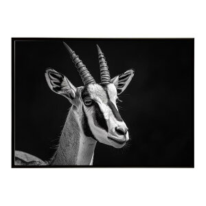 Springbok �X�v�����O�{�b�N �A���e���[�v �T�o���i �A�t���J ���� ���R �l�C�`���[ ���� �A�j�}�� �쐶���� �ʐ^ ���|�X�^�[ �C���e���A ������� �v�����g�|�X�^�[ �t�H�g �V���v�� ������ ��