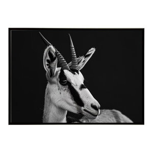Springbok �X�v�����O�{�b�N �A���e���[�v �T�o���i �A�t���J ���� ���R �l�C�`���[ ���� �A�j�}�� �쐶���� �ʐ^ ���|�X�^�[ �C���e���A ������� �v�����g�|�X�^�[ �t�H�g �V���v�� ������ ��