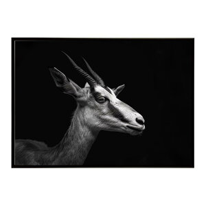 Springbok �X�v�����O�{�b�N �A���e���[�v �T�o���i �A�t���J ���� ���R �l�C�`���[ ���� �A�j�}�� �쐶���� �ʐ^ ���|�X�^�[ �C���e���A ������� �v�����g�|�X�^�[ �t�H�g �V���v�� ������ ��