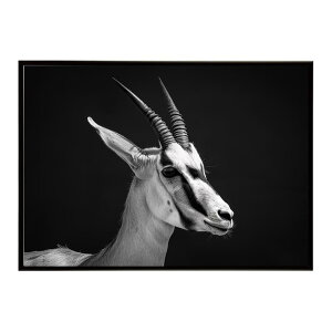 Springbok �X�v�����O�{�b�N �A���e���[�v �T�o���i �A�t���J ���� ���R �l�C�`���[ ���� �A�j�}�� �쐶���� �ʐ^ ���|�X�^�[ �C���e���A ������� �v�����g�|�X�^�[ �t�H�g �V���v�� ������ ��