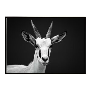 Springbok �X�v�����O�{�b�N �A���e���[�v �T�o���i �A�t���J ���� ���R �l�C�`���[ ���� �A�j�}�� �쐶���� �ʐ^ ���|�X�^�[ �C���e���A ������� �v�����g�|�X�^�[ �t�H�g �V���v�� ������ ��