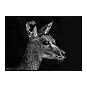 Steenbok �X�e�B�[���{�b�N �A���e���[�v �T�o���i �A�t���J ���� ���R �l�C�`���[ ���� �A�j�}�� �쐶���� �ʐ^ ���|�X�^�[ �C���e���A ������� �v�����g�|�X�^�[ �t�H�g �V���v�� ������ ��