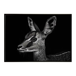 Steenbok �X�e�B�[���{�b�N �A���e���[�v �T�o���i �A�t���J ���� ���R �l�C�`���[ ���� �A�j�}�� �쐶���� �ʐ^ ���|�X�^�[ �C���e���A ������� �v�����g�|�X�^�[ �t�H�g �V���v�� ������ ��