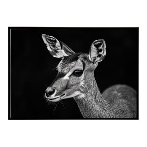 Steenbok �X�e�B�[���{�b�N �A���e���[�v �T�o���i �A�t���J ���� ���R �l�C�`���[ ���� �A�j�}�� �쐶���� �ʐ^ ���|�X�^�[ �C���e���A ������� �v�����g�|�X�^�[ �t�H�g �V���v�� ������ ��
