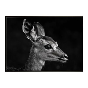 Steenbok �X�e�B�[���{�b�N �A���e���[�v �T�o���i �A�t���J ���� ���R �l�C�`���[ ���� �A�j�}�� �쐶���� �ʐ^ ���|�X�^�[ �C���e���A ������� �v�����g�|�X�^�[ �t�H�g �V���v�� ������ ��