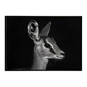 Steenbok �X�e�B�[���{�b�N �A���e���[�v �T�o���i �A�t���J ���� ���R �l�C�`���[ ���� �A�j�}�� �쐶���� �ʐ^ ���|�X�^�[ �C���e���A ������� �v�����g�|�X�^�[ �t�H�g �V���v�� ������ ��