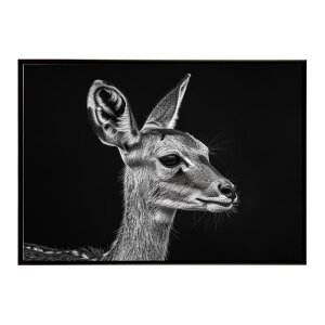 Steenbok �X�e�B�[���{�b�N �A���e���[�v �T�o���i �A�t���J ���� ���R �l�C�`���[ ���� �A�j�}�� �쐶���� �ʐ^ ���|�X�^�[ �C���e���A ������� �v�����g�|�X�^�[ �t�H�g �V���v�� ������ ��