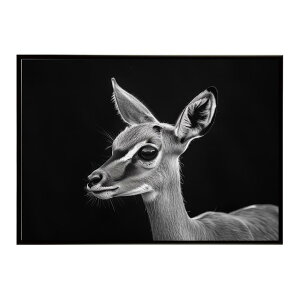 Steenbok �X�e�B�[���{�b�N �A���e���[�v �T�o���i �A�t���J ���� ���R �l�C�`���[ ���� �A�j�}�� �쐶���� �ʐ^ ���|�X�^�[ �C���e���A ������� �v�����g�|�X�^�[ �t�H�g �V���v�� ������ ��