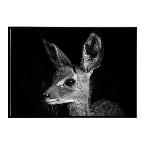 Steenbok �X�e�B�[���{�b�N �A���e���[�v �T�o���i �A�t���J ���� ���R �l�C�`���[ ���� �A�j�}�� �쐶���� �ʐ^ ���|�X�^�[ �C���e���A ������� �v�����g�|�X�^�[ �t�H�g �V���v�� ������ ��