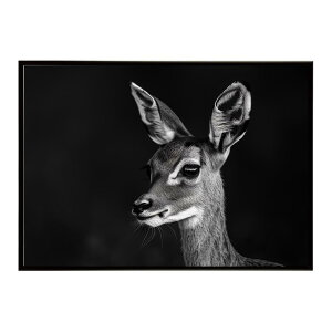 Steenbok �X�e�B�[���{�b�N �A���e���[�v �T�o���i �A�t���J ���� ���R �l�C�`���[ ���� �A�j�}�� �쐶���� �ʐ^ ���|�X�^�[ �C���e���A ������� �v�����g�|�X�^�[ �t�H�g �V���v�� ������ ��