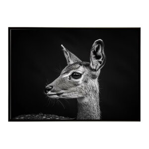 Steenbok �X�e�B�[���{�b�N �A���e���[�v �T�o���i �A�t���J ���� ���R �l�C�`���[ ���� �A�j�}�� �쐶���� �ʐ^ ���|�X�^�[ �C���e���A ������� �v�����g�|�X�^�[ �t�H�g �V���v�� ������ ��