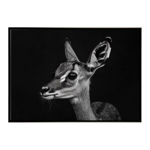 Steenbok �X�e�B�[���{�b�N �A���e���[�v �T�o���i �A�t���J ���� ���R �l�C�`���[ ���� �A�j�}�� �쐶���� �ʐ^ ���|�X�^�[ �C���e���A ������� �v�����g�|�X�^�[ �t�H�g �V���v�� ������ ��
