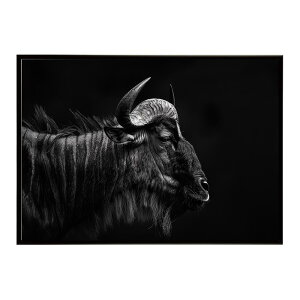 Wildebeest �k�[ �k�[�A���e���[�v ���C���h�r�[�X�g �T�o���i �A�t���J ���� ���R �l�C�`���[ ���� �A�j�}�� �쐶���� �ʐ^ ���|�X�^�[ �C���e���A ������� �v�����g�|�X�^�[ �t�H�g �V���v��