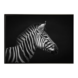 Zebra V}E} [u Toi AtJ  R lC`[  Aj} 쐶 ʐ^ n|X^[ CeA  vg|X^[ tHg Vv   傫/lh-poster-7