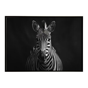 Zebra V}E} [u Toi AtJ  R lC`[  Aj} 쐶 ʐ^ n|X^[ CeA  vg|X^[ tHg Vv   傫/lh-poster-7