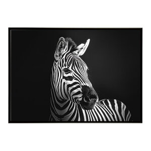 Zebra V}E} [u Toi AtJ  R lC`[  Aj} 쐶 ʐ^ n|X^[ CeA  vg|X^[ tHg Vv   傫/lh-poster-7
