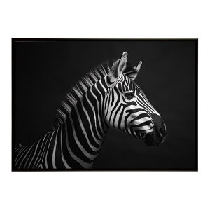 Zebra V}E} [u Toi AtJ  R lC`[  Aj} 쐶 ʐ^ n|X^[ CeA  vg|X^[ tHg Vv   傫/lh-poster-7