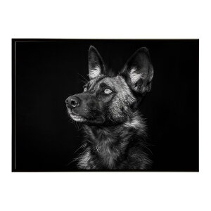 African wild dog �A�t���J�����C���h�h�b�N ���J�I�� �R���[�e �� �n�C�G�i �T�o���i �A�t���J ���� ���R �l�C�`���[ ���� �A�j�}�� �쐶���� �ʐ^�|�X�^�[ �C���e���A ������� �v�����g�|�X�^