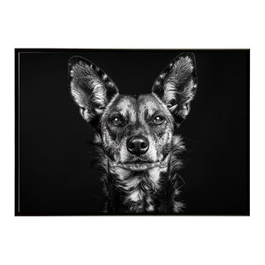 African wild dog �A�t���J�����C���h�h�b�N ���J�I�� �R���[�e �� �n�C�G�i �T�o���i �A�t���J ���� ���R �l�C�`���[ ���� �A�j�}�� �쐶���� �ʐ^�|�X�^�[ �C���e���A ������� �v�����g�|�X�^
