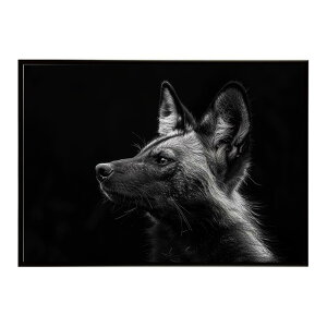 African wild dog �A�t���J�����C���h�h�b�N ���J�I�� �R���[�e �� �n�C�G�i �T�o���i �A�t���J ���� ���R �l�C�`���[ ���� �A�j�}�� �쐶���� �ʐ^�|�X�^�[ �C���e���A ������� �v�����g�|�X�^