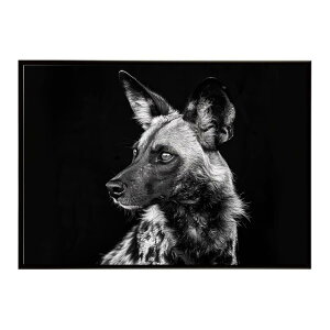 African wild dog �A�t���J�����C���h�h�b�N ���J�I�� �R���[�e �� �n�C�G�i �T�o���i �A�t���J ���� ���R �l�C�`���[ ���� �A�j�}�� �쐶���� �ʐ^�|�X�^�[ �C���e���A ������� �v�����g�|�X�^