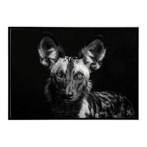 African wild dog �A�t���J�����C���h�h�b�N ���J�I�� �R���[�e �� �n�C�G�i �T�o���i �A�t���J ���� ���R �l�C�`���[ ���� �A�j�}�� �쐶���� �ʐ^�|�X�^�[ �C���e���A ������� �v�����g�|�X�^