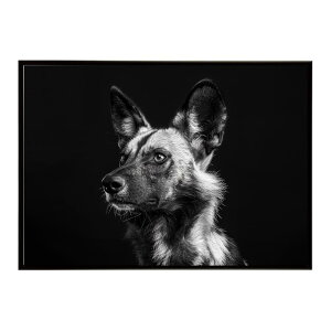 African wild dog �A�t���J�����C���h�h�b�N ���J�I�� �R���[�e �� �n�C�G�i �T�o���i �A�t���J ���� ���R �l�C�`���[ ���� �A�j�}�� �쐶���� �ʐ^�|�X�^�[ �C���e���A ������� �v�����g�|�X�^