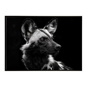 African wild dog �A�t���J�����C���h�h�b�N ���J�I�� �R���[�e �� �n�C�G�i �T�o���i �A�t���J ���� ���R �l�C�`���[ ���� �A�j�}�� �쐶���� �ʐ^�|�X�^�[ �C���e���A ������� �v�����g�|�X�^
