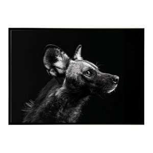 African wild dog �A�t���J�����C���h�h�b�N ���J�I�� �R���[�e �� �n�C�G�i �T�o���i �A�t���J ���� ���R �l�C�`���[ ���� �A�j�}�� �쐶���� �ʐ^�|�X�^�[ �C���e���A ������� �v�����g�|�X�^