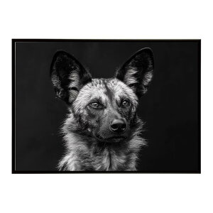 African wild dog �A�t���J�����C���h�h�b�N ���J�I�� �R���[�e �� �n�C�G�i �T�o���i �A�t���J ���� ���R �l�C�`���[ ���� �A�j�}�� �쐶���� �ʐ^�|�X�^�[ �C���e���A ������� �v�����g�|�X�^