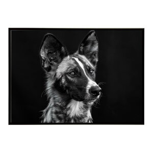 African wild dog �A�t���J�����C���h�h�b�N ���J�I�� �R���[�e �� �n�C�G�i �T�o���i �A�t���J ���� ���R �l�C�`���[ ���� �A�j�}�� �쐶���� �ʐ^�|�X�^�[ �C���e���A ������� �v�����g�|�X�^
