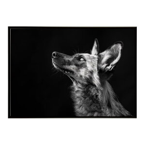 African wild dog �A�t���J�����C���h�h�b�N ���J�I�� �R���[�e �� �n�C�G�i �T�o���i �A�t���J ���� ���R �l�C�`���[ ���� �A�j�}�� �쐶���� �ʐ^�|�X�^�[ �C���e���A ������� �v�����g�|�X�^