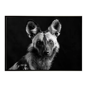 African wild dog �A�t���J�����C���h�h�b�N ���J�I�� �R���[�e �� �n�C�G�i �T�o���i �A�t���J ���� ���R �l�C�`���[ ���� �A�j�}�� �쐶���� �ʐ^�|�X�^�[ �C���e���A ������� �v�����g�|�X�^