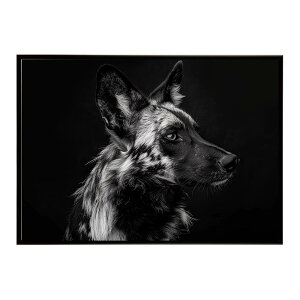 African wild dog �A�t���J�����C���h�h�b�N ���J�I�� �R���[�e �� �n�C�G�i �T�o���i �A�t���J ���� ���R �l�C�`���[ ���� �A�j�}�� �쐶���� �ʐ^�|�X�^�[ �C���e���A ������� �v�����g�|�X�^
