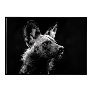 African wild dog �A�t���J�����C���h�h�b�N ���J�I�� �R���[�e �� �n�C�G�i �T�o���i �A�t���J ���� ���R �l�C�`���[ ���� �A�j�}�� �쐶���� �ʐ^�|�X�^�[ �C���e���A ������� �v�����g�|�X�^